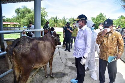 8.000 Hewan Ternak Sumut Sembuh dari PMK, Edy Rahmayadi Salurkan Lagi 10 Ribu Vaksin PMK Serentak di Sumut